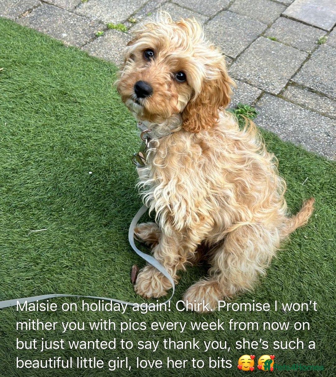 Cavapoo dogs for sale: Stunning litter of cavapoos - Image 23