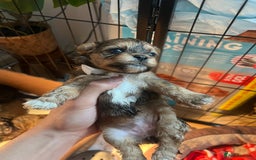 Mixed Breed dogs for sale: 🐶 Cockapoo × Shih Tzu Puppies Ready September  - Image 6