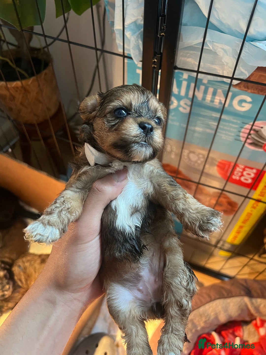 Mixed Breed dogs for sale: 🐶 Cockapoo × Shih Tzu Puppies Ready September  - Image 6