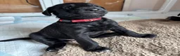 Mixed Breed dogs for sale: Doberdoodle Puppies – Ready for forever Homes! 🐾 - Advert 6