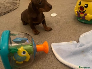 Dachshund dogs - Advert 14