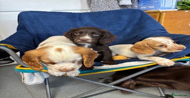Cocker Spaniel dogs - Advert 2