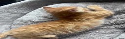 Mixed Breed cats for sale: Stunning Turkish Angora Mix Breed Kittens - Advert 12