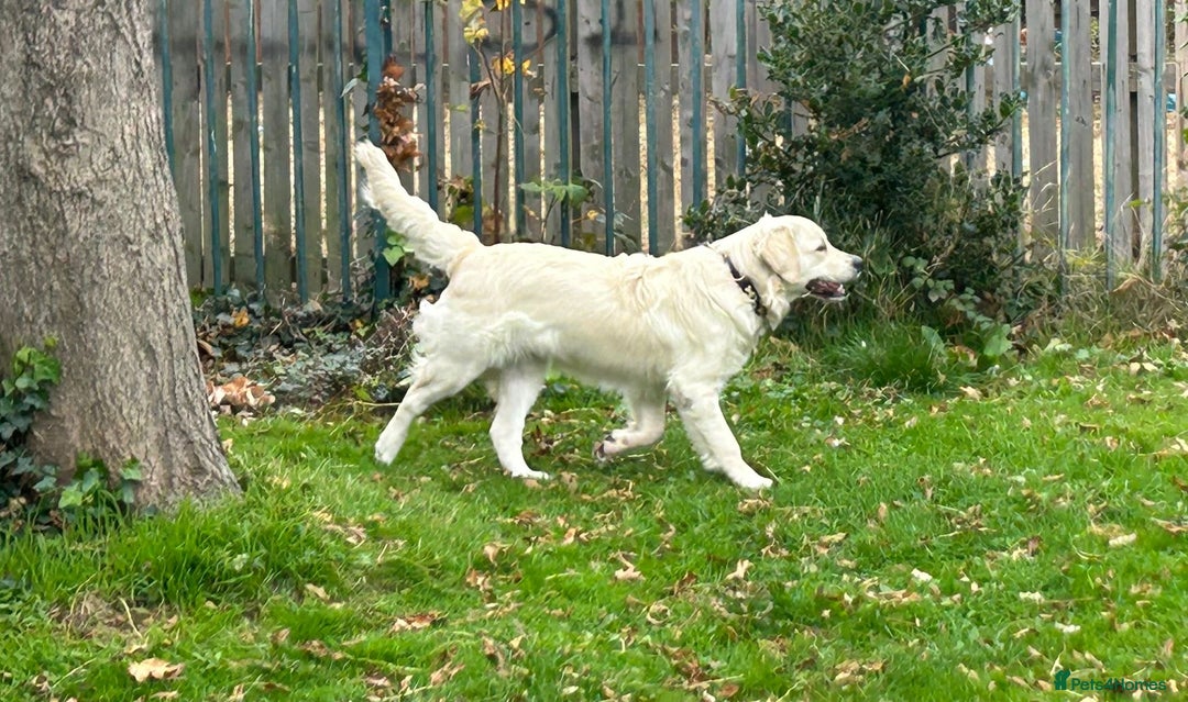 Golden Retriever dogs for sale: Extensively Health tested parents.Snowwhite Chunks - Image 35