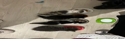 Domestic Shorthair cats for sale: Kittens mixed  - Advert 17
