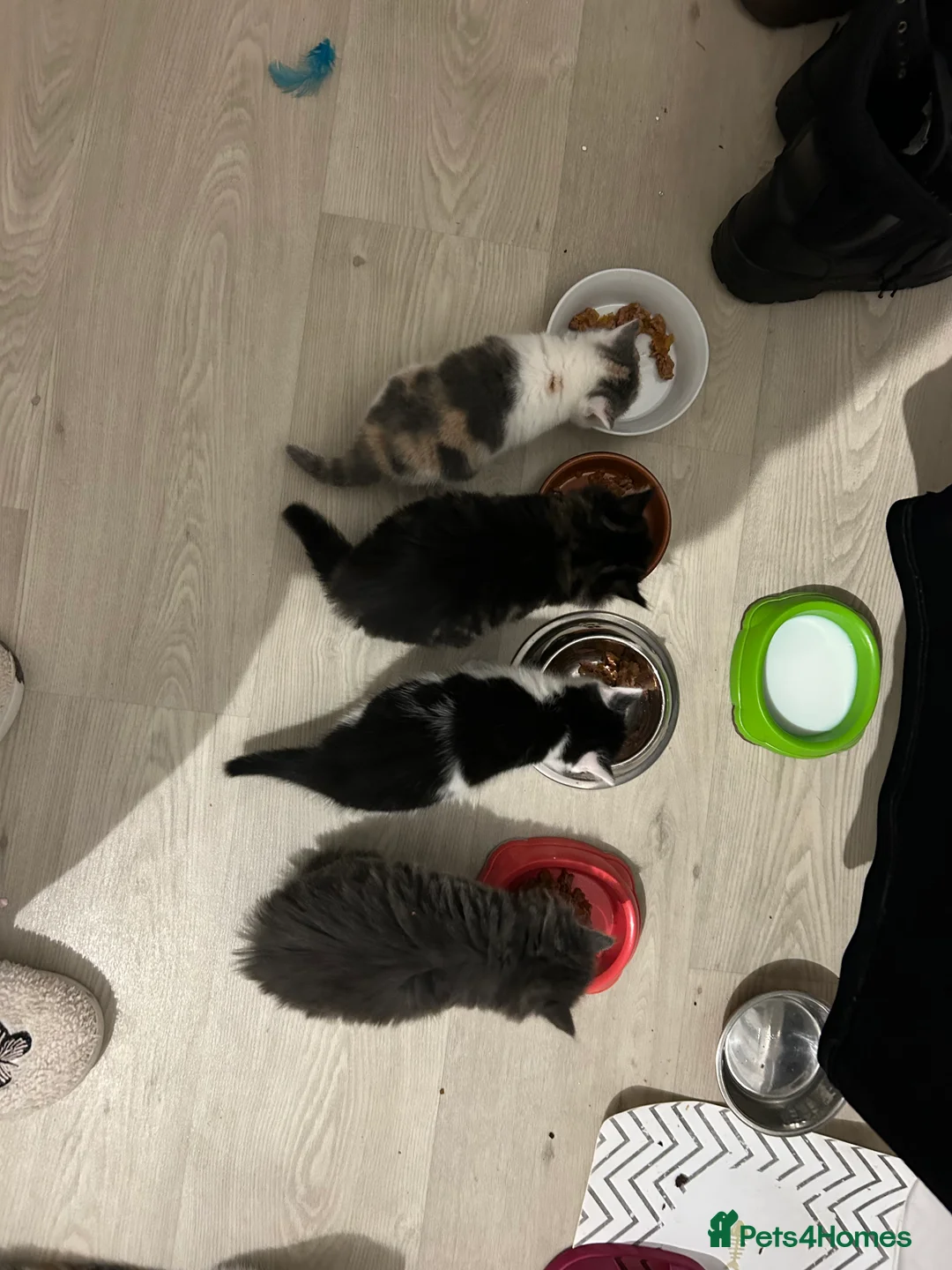 Domestic Shorthair cats for sale: Kittens mixed  - Advert 17