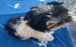 Mixed Breed dogs for sale: Biewer Terrier 2 boys , parents DNA tested. - Image 3