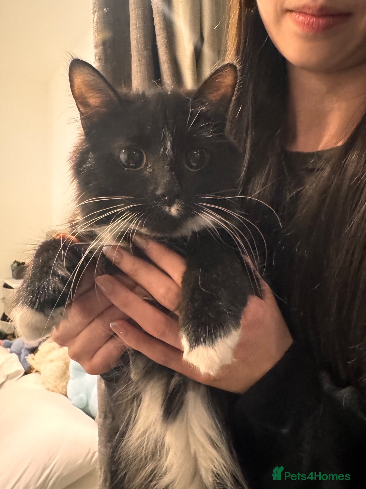 Mixed Breed cats Long fur domestic cat  - Advert 1