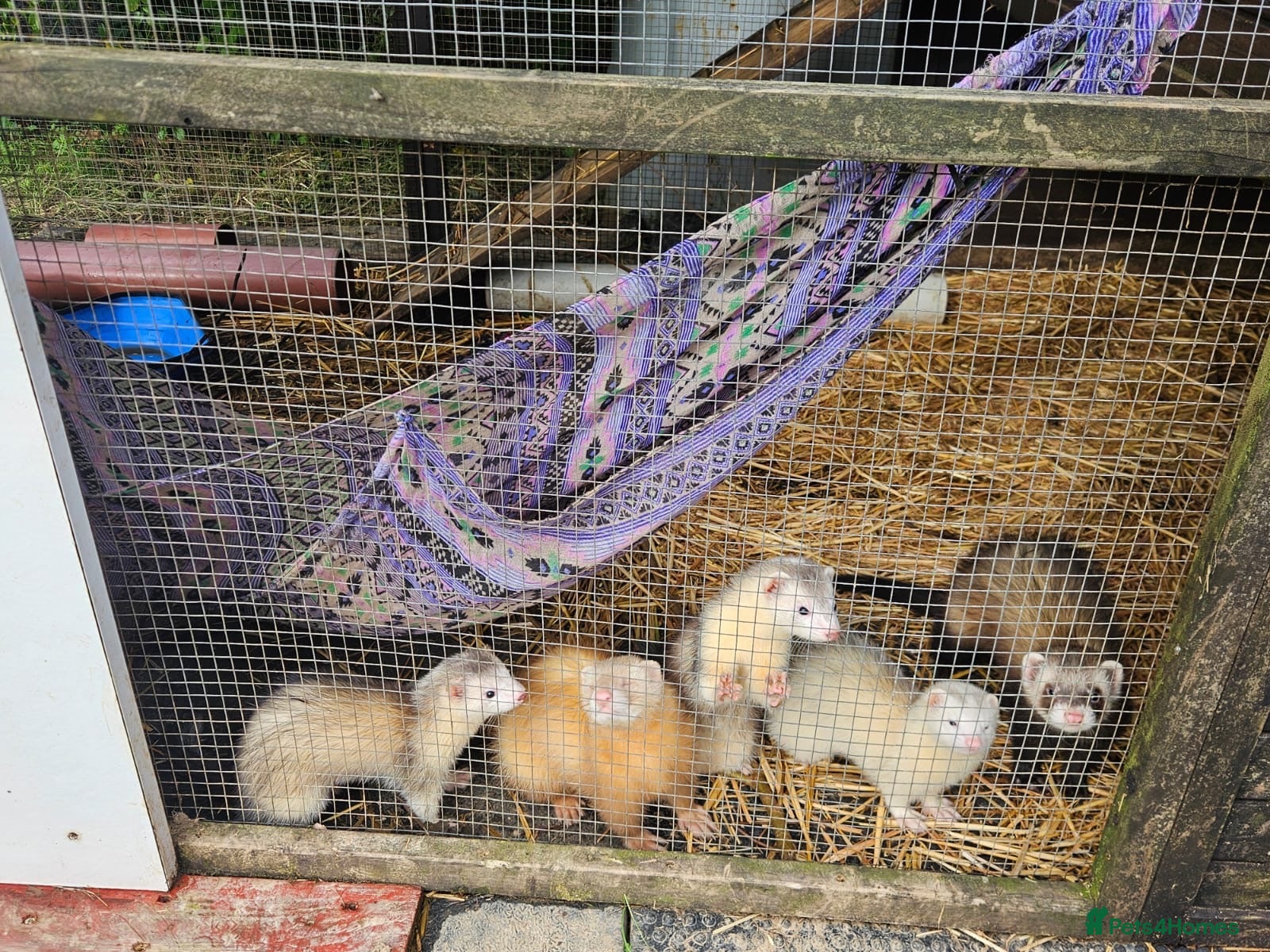Ferret rodents Young Ferrets 14+ weeks  - Advert 17