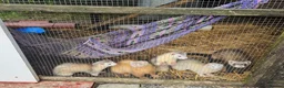 Ferret rodents for sale: Young Ferrets 14+ weeks  in Yelverton - Advert 1