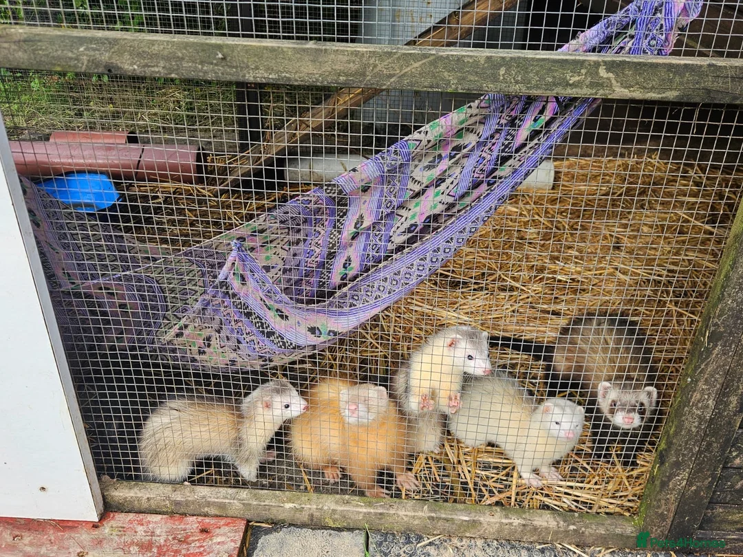Ferret rodents for sale: Young Ferrets 14+ weeks  in Yelverton - Advert 1