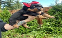Rottweiler dogs for sale: Full bred rottweiler puppies - Image 4