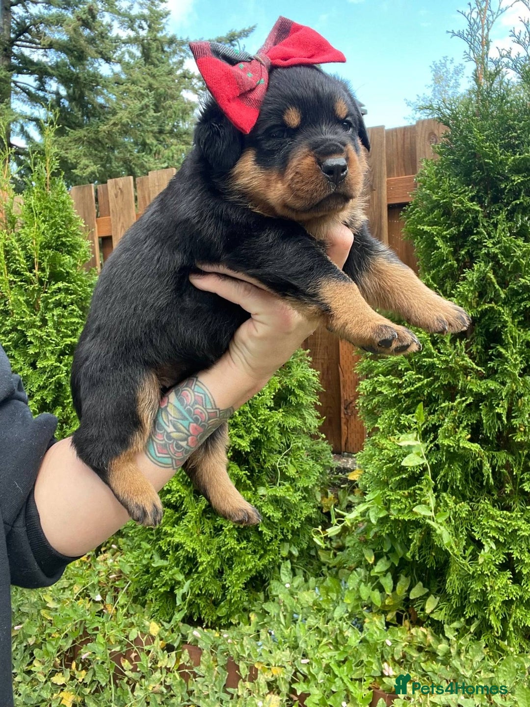 Rottweiler dogs for sale: Full bred rottweiler puppies - Image 4