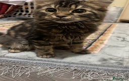 Siberian cats for sale: tabby cat - Image 4