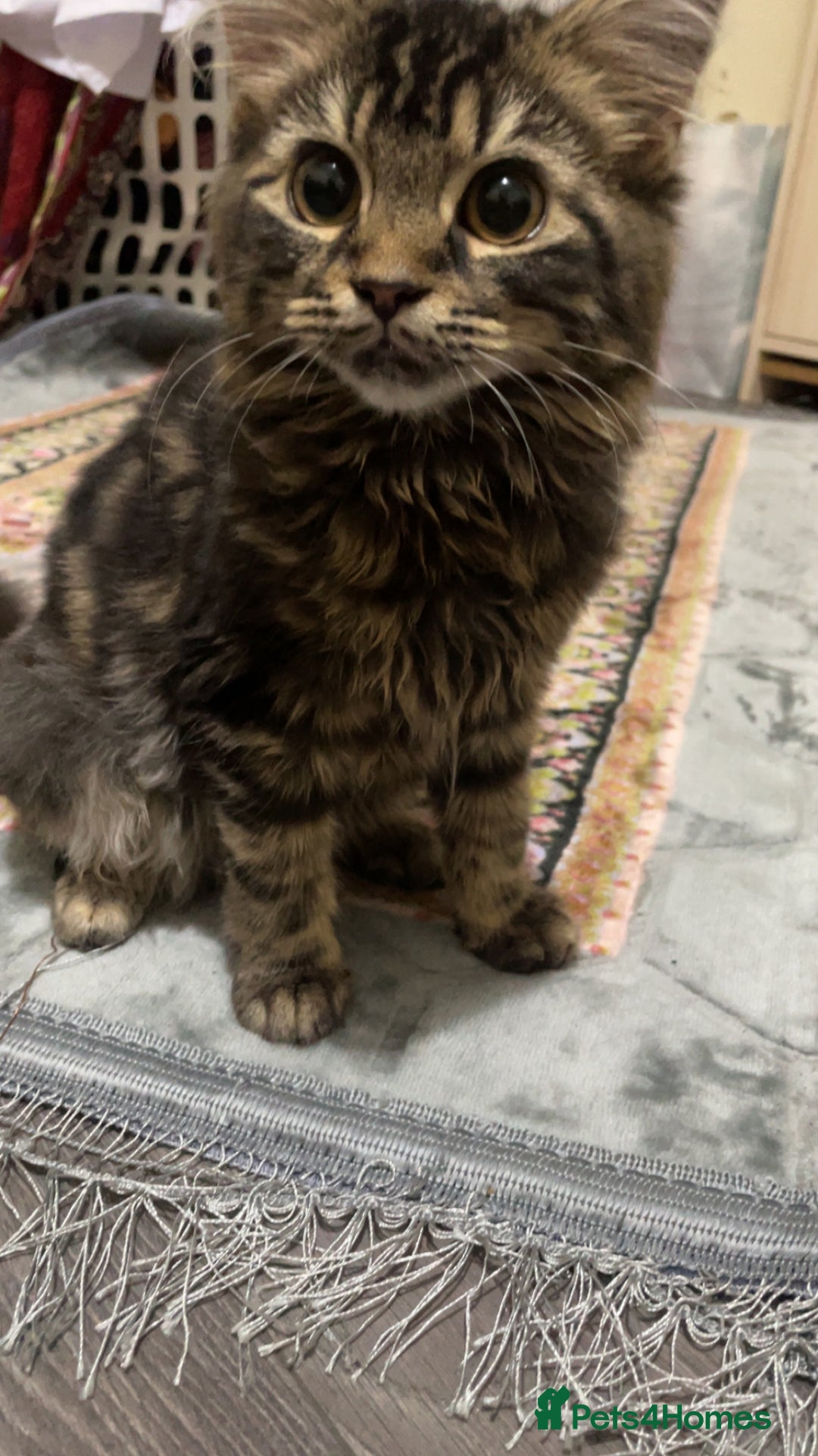 Siberian cats for sale: tabby cat - Image 4
