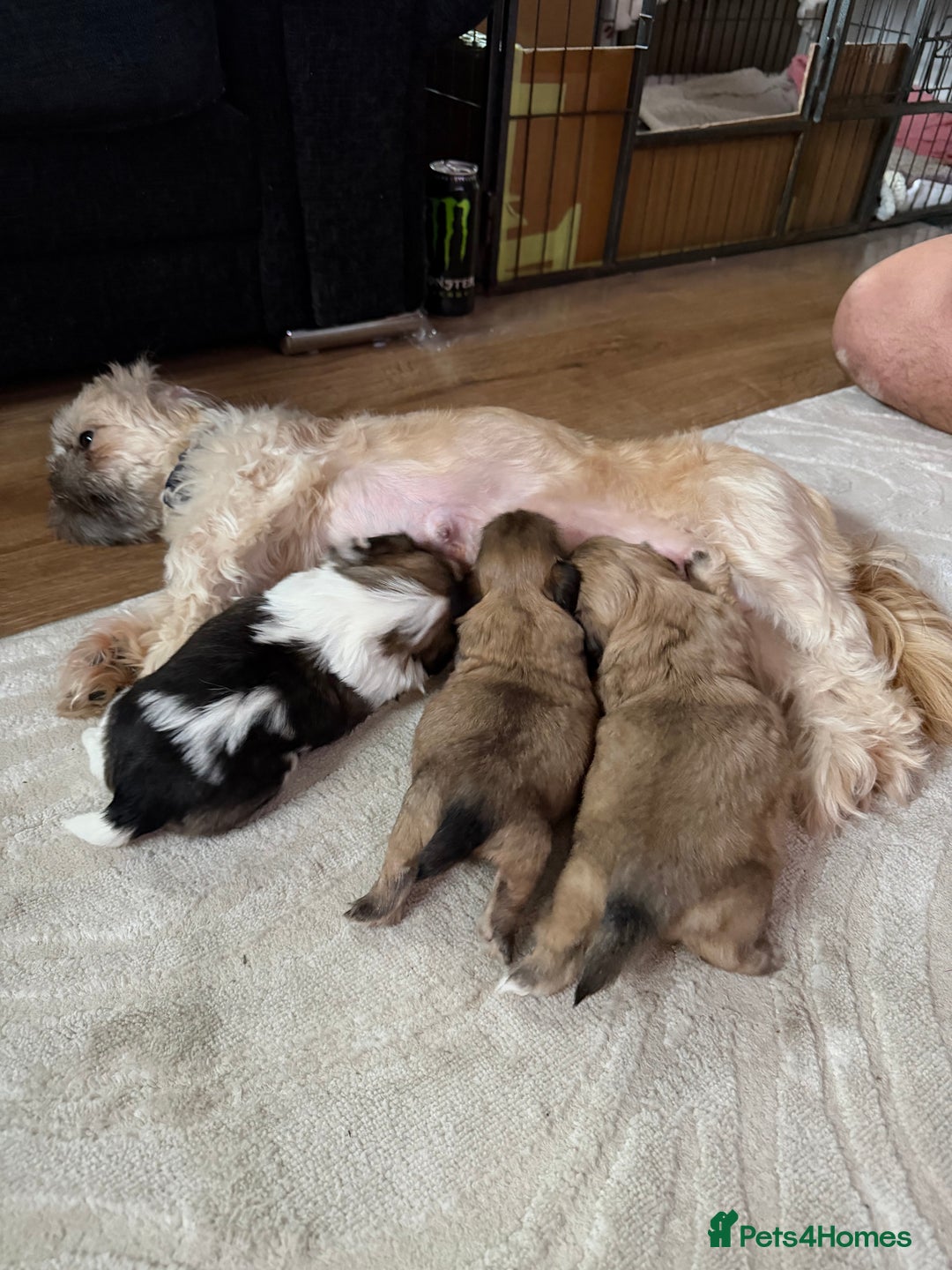 Shih Tzu dogs for sale: Shih Tzu’s  - Advert 23