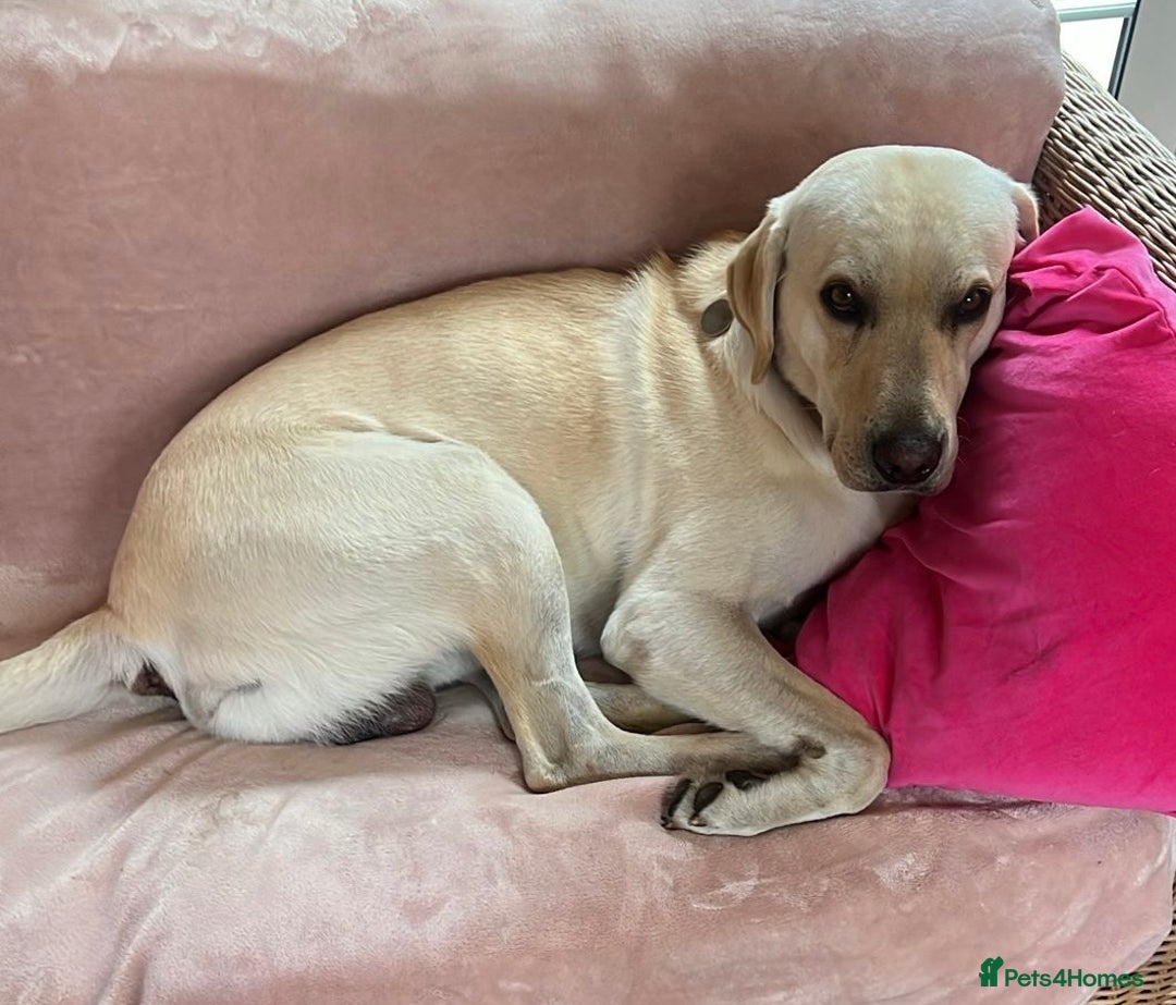 Labrador Retriever dogs for sale: Labrador puppies in Shaftesbury - Image 4