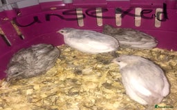 Quail poultry for sale: QUAIL HATCHING EGGS/15TH OCT ! - Image 39