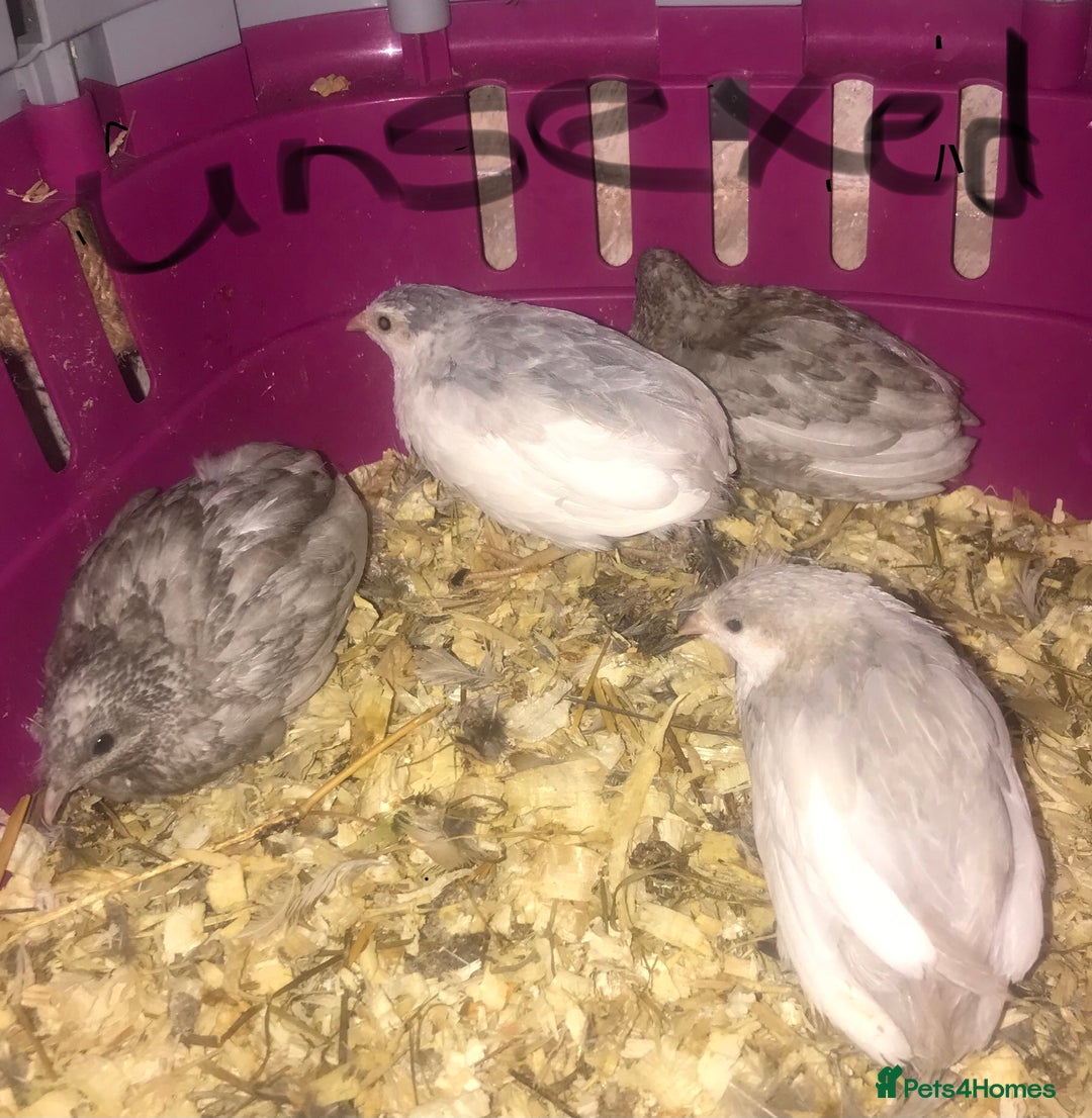 Quail poultry for sale: QUAIL HATCHING EGGS/15TH OCT ! - Image 39
