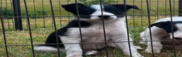Border Collie dogs for sale: 5 Beautiful Border Collie, Blue Merle - Advert 6