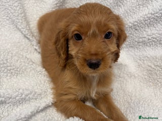 Cockapoo dogs F1 miniature Cockapoos - Advert 16