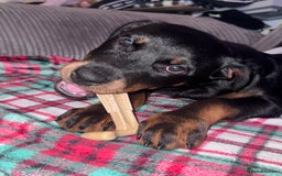 Rottweiler dogs for sale: Rottweiler puppy born 12th June 2025 - Image 4
