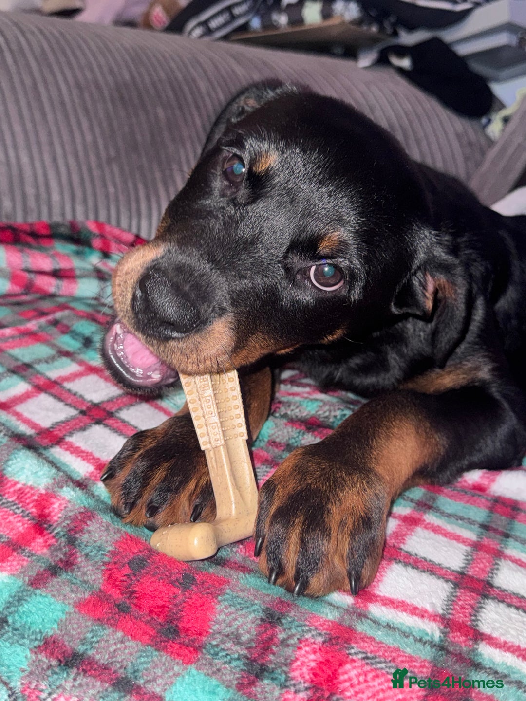 Rottweiler dogs for sale: Rottweiler puppy born 12th June 2025 - Image 4