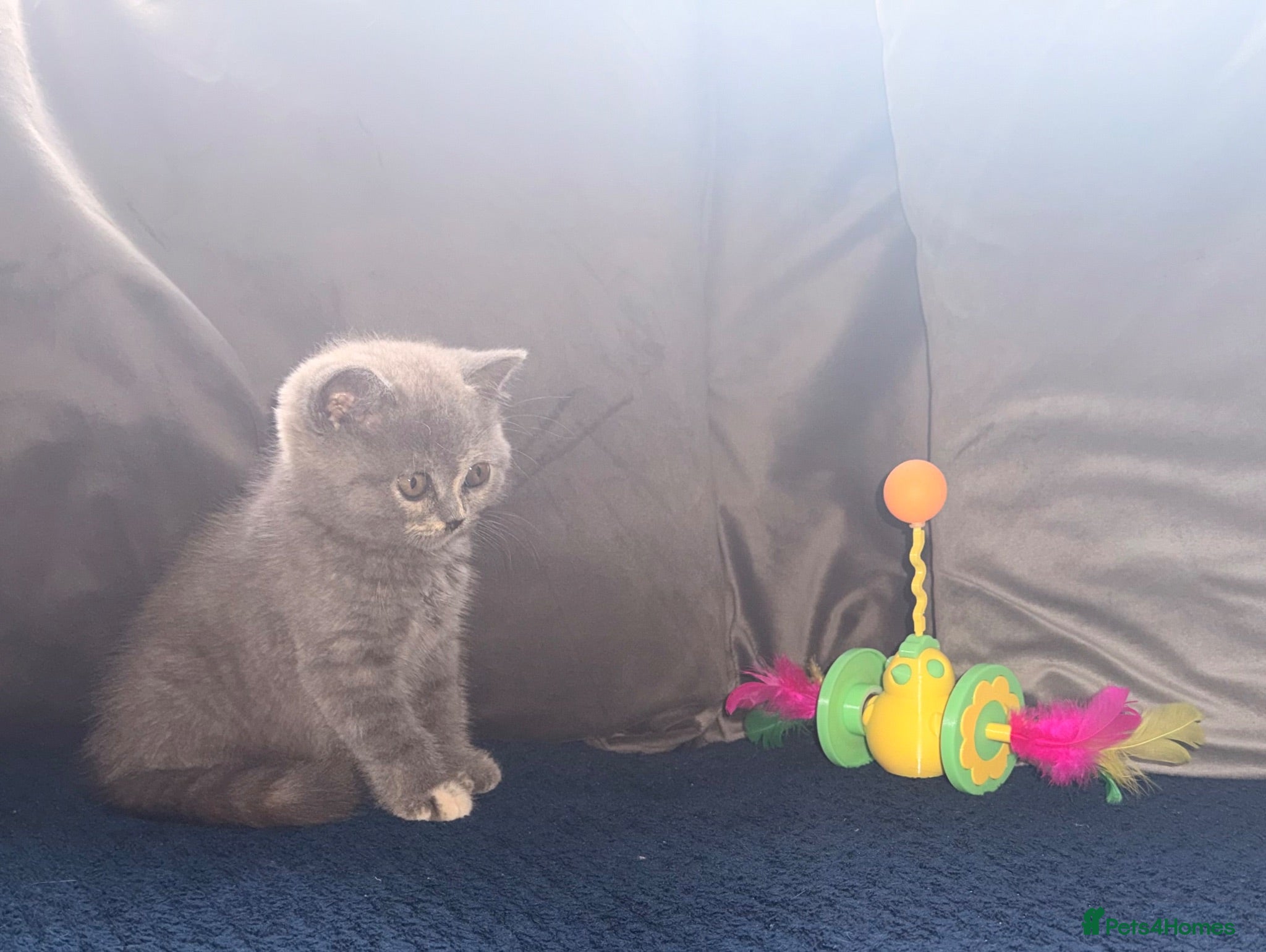 British Shorthair cats GCCF registered girl 🩷 - Advert 1