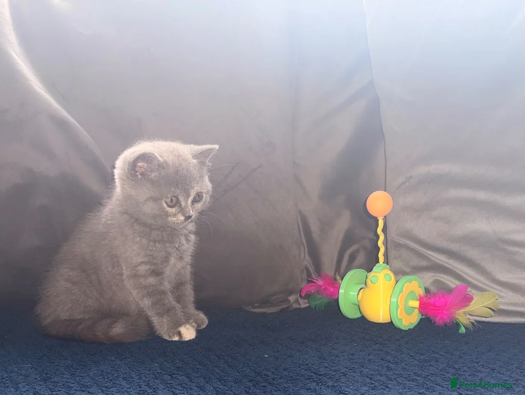 British Shorthair cats for sale: GCCF registered girl 🩷 - Advert 1