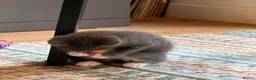 Mixed Breed cats for sale: BEAUTIFUL GREY KITTEN - Advert 5
