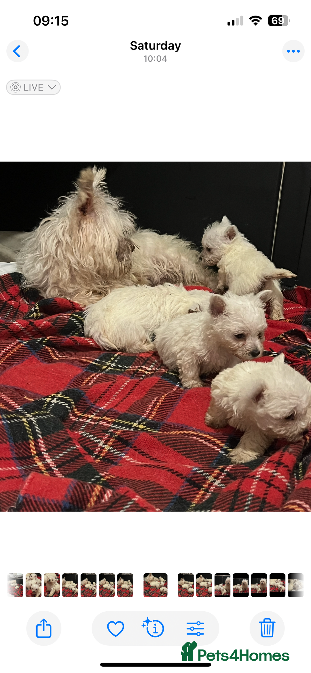 West Highland Terrier dogs for sale: Westhighland terrier puppies  - Advert 2