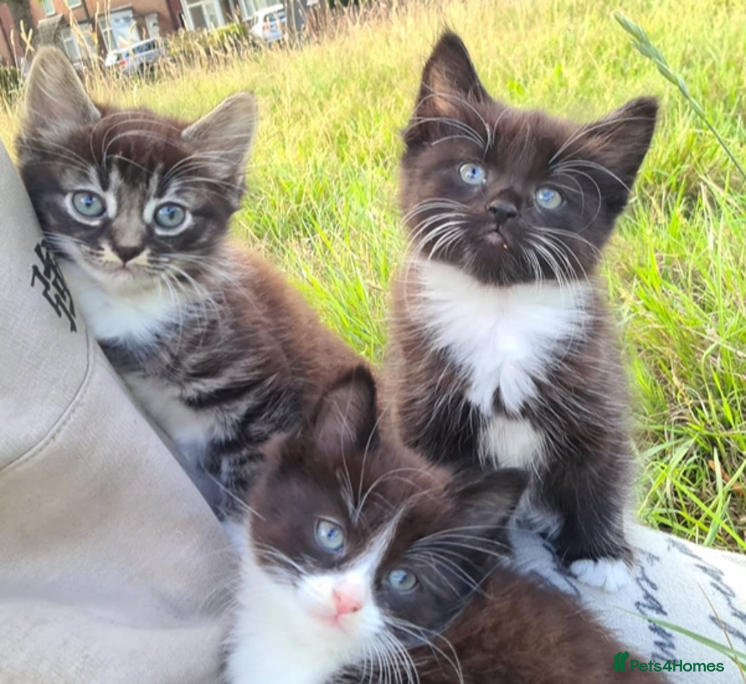 Siamese cats for sale: STUNNING FLUFFY LYNXPOINT CROSS KITTENS - Image 1