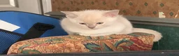 Burmese cats for sale: Beautiful Female Burmese Kittens  in Swindon - Advert 6