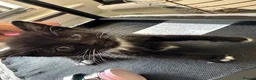 Mixed Breed cats for sale: Black and white kitten ready for its forever home - Advert 1