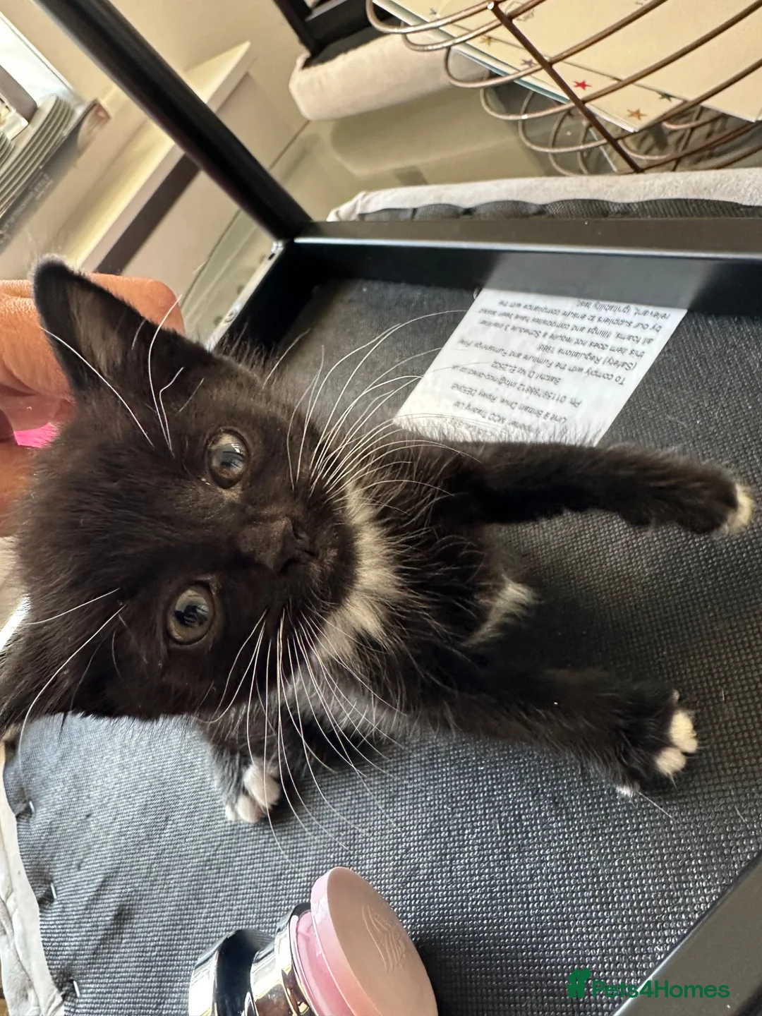 Mixed Breed cats for sale: Black and white kitten ready for its forever home - Advert 1