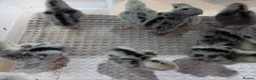Quail poultry for sale: Snowflake Bobwhite Quail Chicks - Advert 16