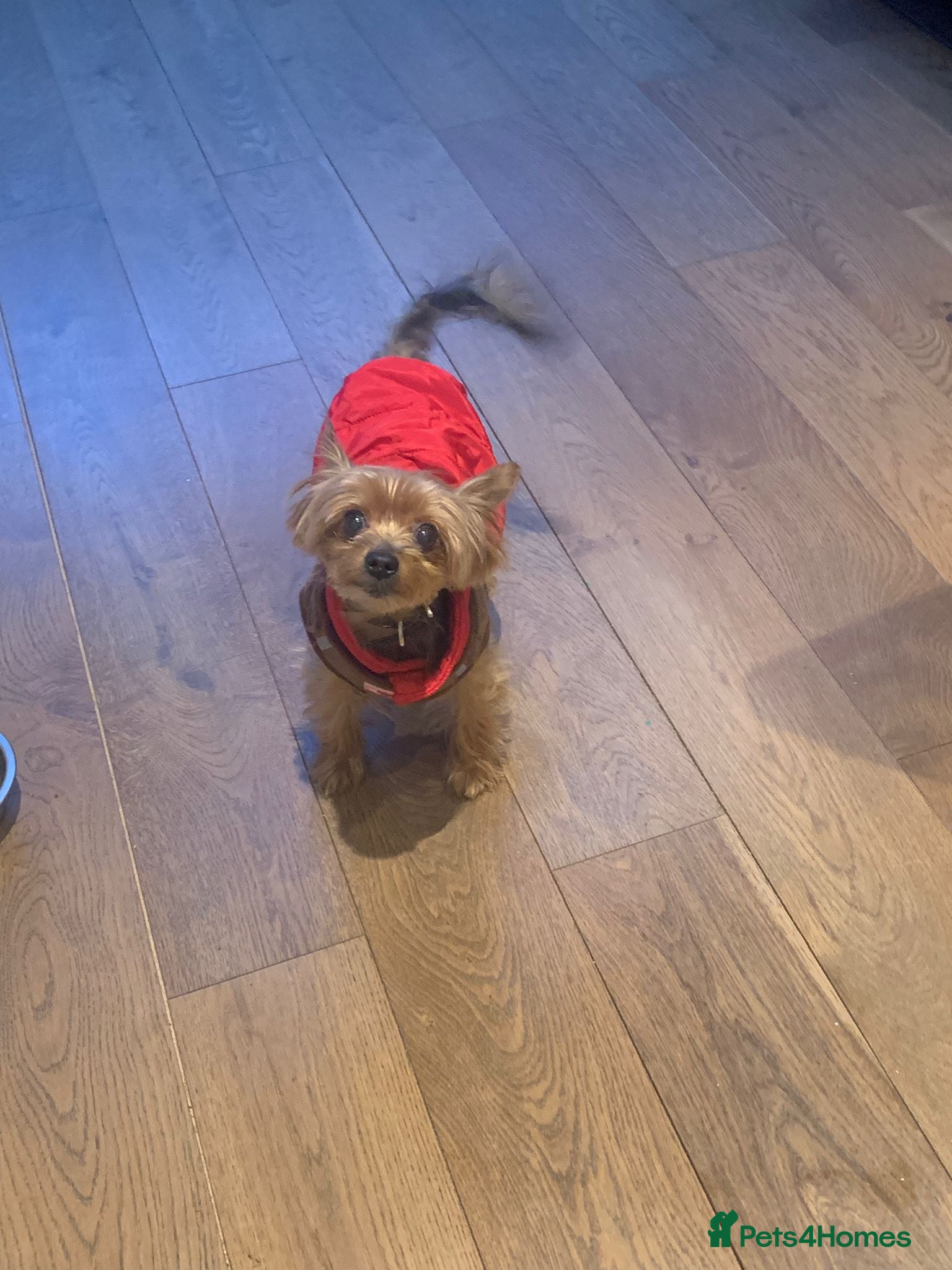 Yorkshire Terrier dogs Gorgeous Miniature Yorkshire Terrier - Advert 1