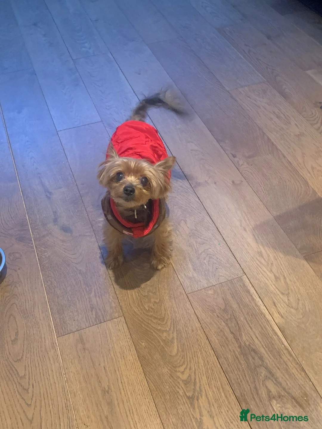 Yorkshire Terrier dogs for sale: Gorgeous Miniature Yorkshire Terrier - Advert 1