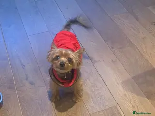 Yorkshire Terrier dogs Gorgeous Miniature Yorkshire Terrier - Advert 1