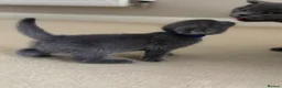 British Shorthair cats for sale: Bsh kittens - Advert 10