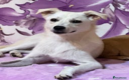 Mixed Breed dogs for adoption: Delmie  - Image 1