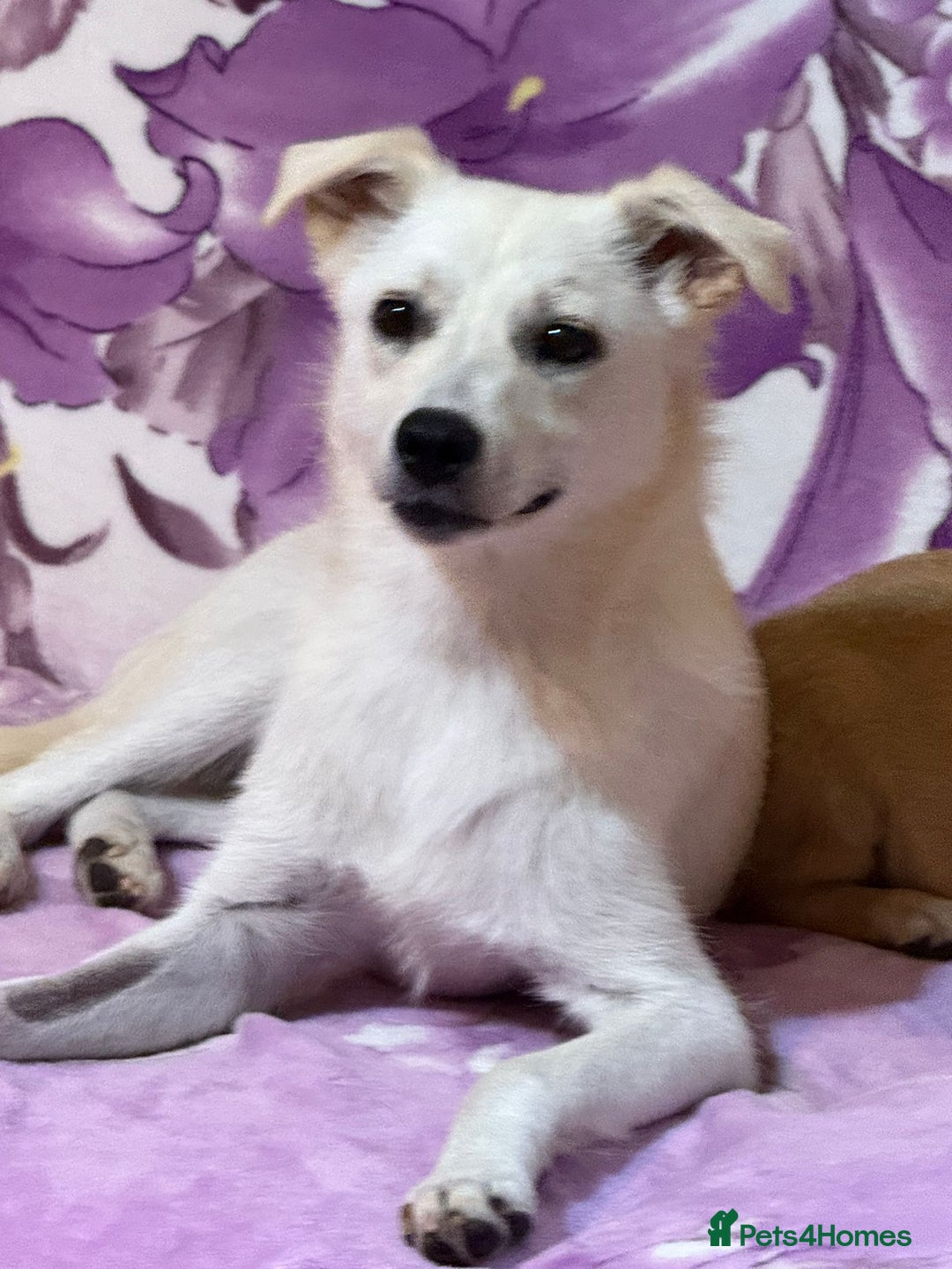 Mixed Breed dogs for adoption: Delmie  - Image 1