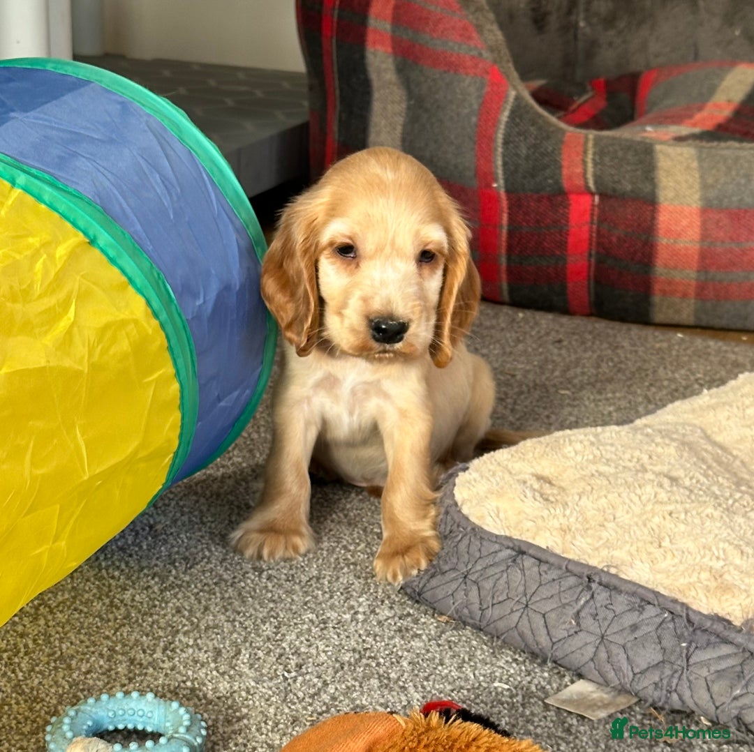 Cocker Spaniel dogs for sale: Beautiful gold cocker puppies - Image 17