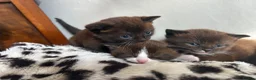 Mixed Breed cats for sale: Adorable kittens  - Advert 9