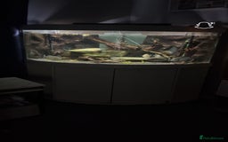 Piranhas fish for sale: 6 piranhas  - Image 11
