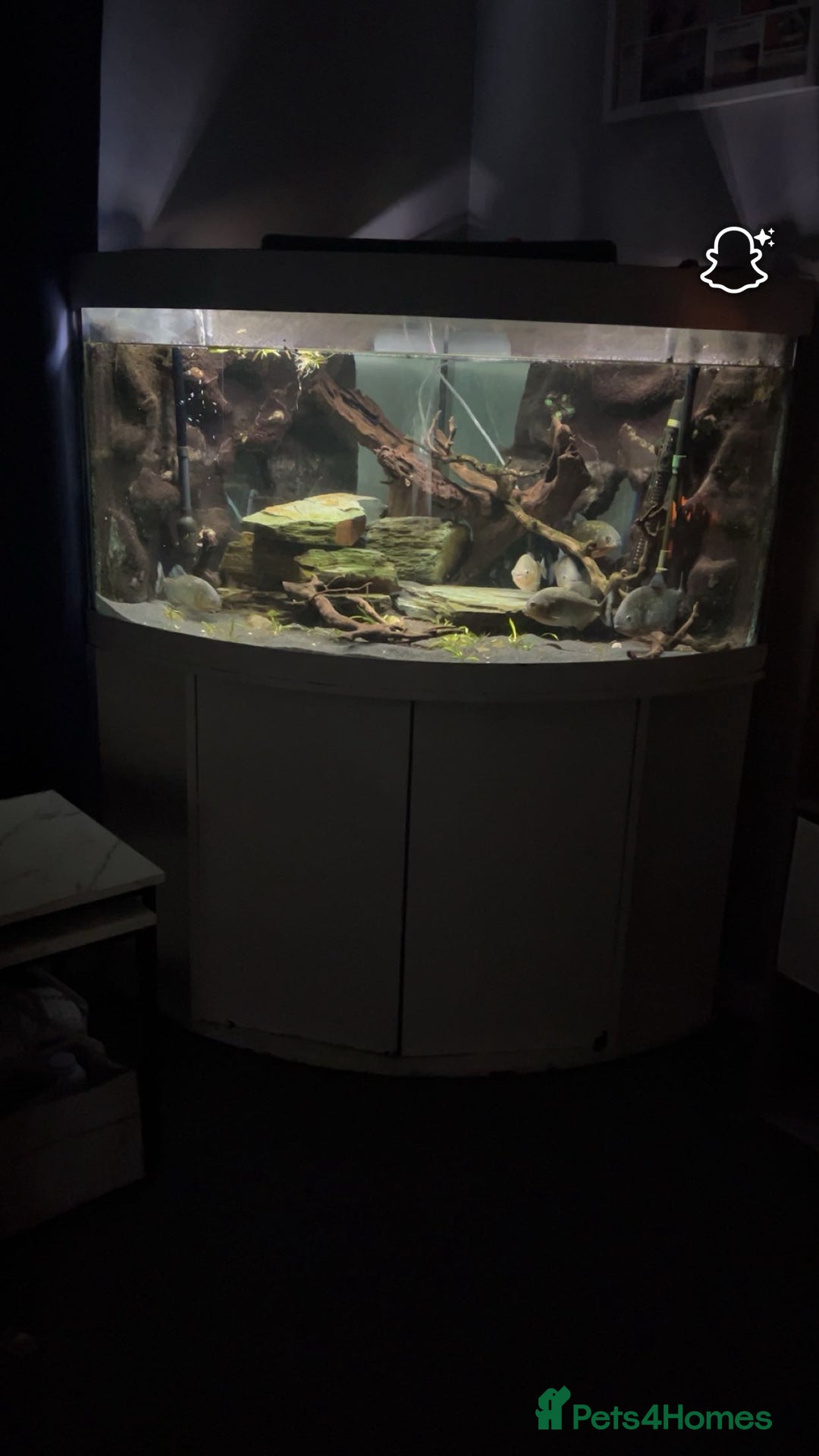 Piranhas fish for sale: 6 piranhas  - Image 11