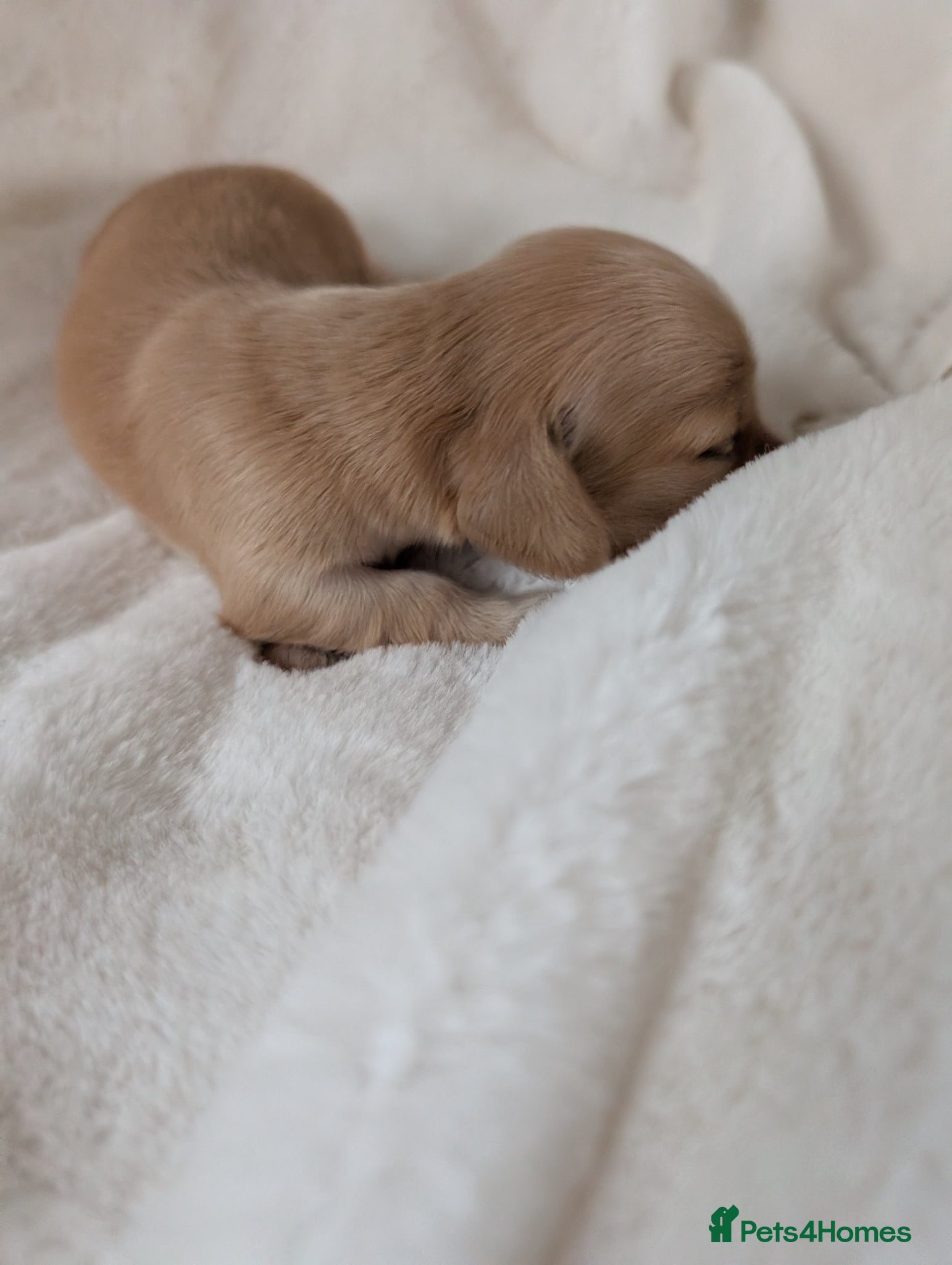 Miniature Dachshund dogs Stunning LH pra clear MD - Advert 5