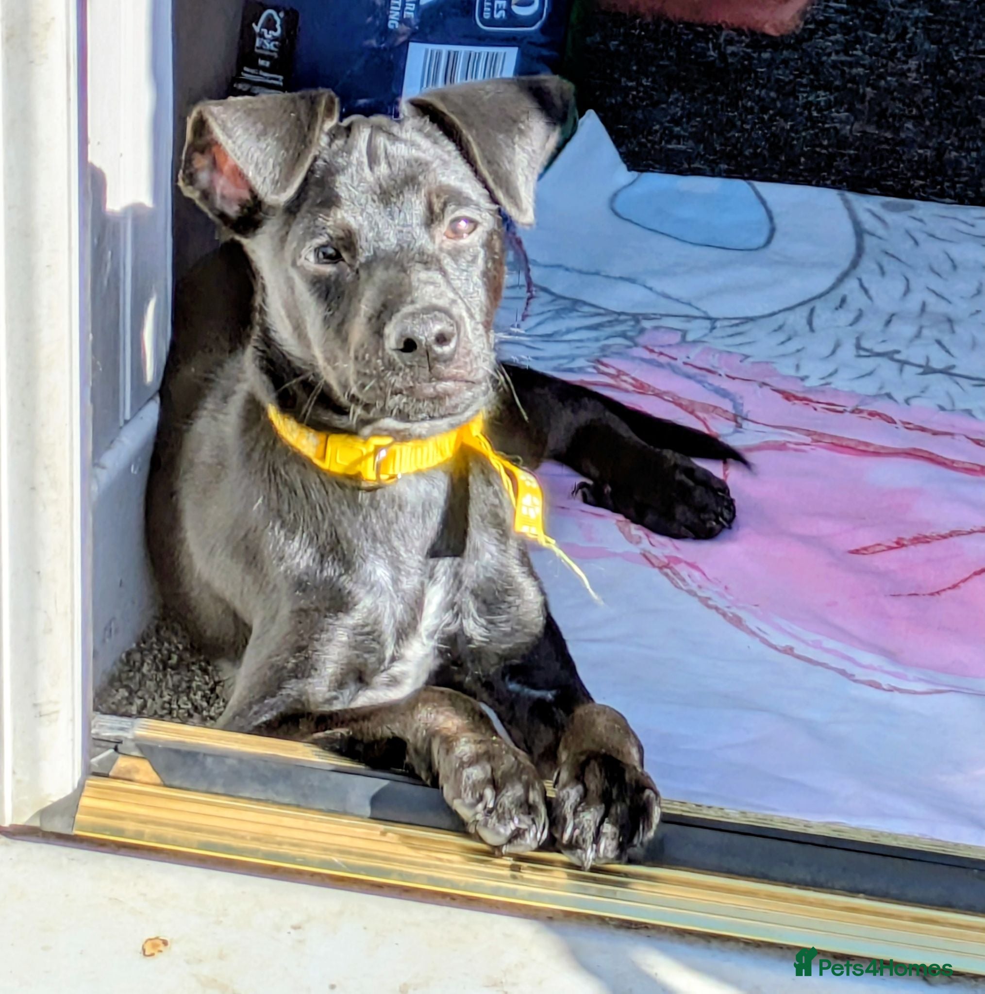 Mixed Breed dogs F1 jackain last boy - Advert 2