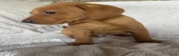 Labrador Retriever dogs for sale: Fox red Labrador - Advert 24