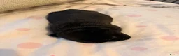 Jug dogs for sale: Stunning Jug Puppy - Advert 6